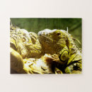 Recherche de iguane Reptiles