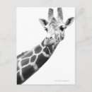 Recherche de portrait girafe cartes postales Nature