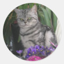 Recherche de chat tigré autocollants Chats
