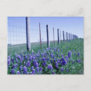 Recherche de capot cartes postales Texas