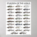 Recherche de 18x24 posters Drôle