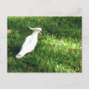 Recherche de oiseau australien cartes postales Oiseaux