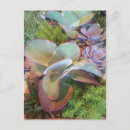 Recherche de aloès cartes postales Cactus
