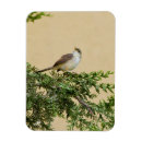 Recherche de moineau magnets Faune