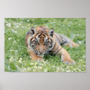 Recherche de tigres posters Mignon