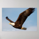 Suche nach adler im flug poster Vogel