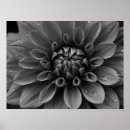 Suche nach dahlien poster Botanischer druck