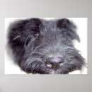 Recherche de scottish terrier posters Écossais