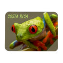Recherche de grenouille magnets Costa rica