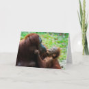 Suche nach orang utan baby postkarten Kleintiere
