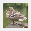 Recherche de le canard magnets Eau