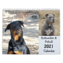 Suche nach pitbul Hund