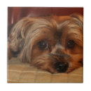 Suche nach yorkshire terrier fliesen Niedlich