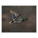 Recherche de canard en vol posters Sauvagine