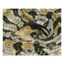 Suche nach giftige schlangen poster Wildtiere