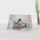 Suche nach stockente karten Mallard
