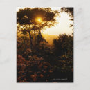 Recherche de jungles cartes postales Arbre