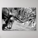 Recherche de longhorn du texas posters Ouest