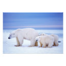 Suche nach bedrohte tiere poster Globale erwärmung