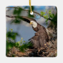 Recherche de aigle ornements Rapace