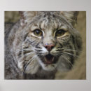 Recherche de zoo de art Mignonette