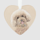 Recherche de caniche miniature animaux articles Abricot