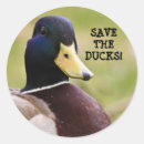 Recherche de canard bleu autocollants Canards