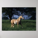 Suche nach 2 pferde poster Bob langrish