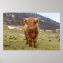 Suche nach highland cattle poster Scotland