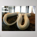 Suche nach albino poster Schlange