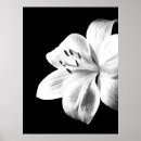 Suche nach weiße lilien poster Floral