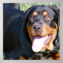 Suche nach rottweiler kunst Welpen