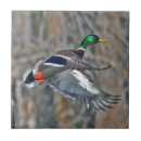 Recherche de canards carreaux Animaux