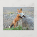 Suche nach red fox postkarten Tier