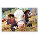 Suche nach hereford poster Rindfleisch