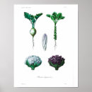 Recherche de choux posters Légume