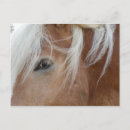 Recherche de cheval belge cartes postales Chevaux