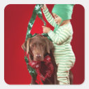 Recherche de labrador chocolat autocollants Animaux