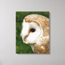 Suche nach niedlicher vogel leinwandbilder Eule