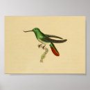 Suche nach kolibri poster Vogel
