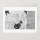 Suche nach playing postkarten Cub