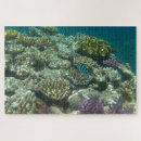 Suche nach great barrier reef puzzle Fisch