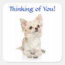 Recherche de de chiwawa autocollants Chiots