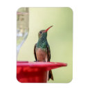 Recherche de cassé magnets Oiseau
