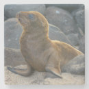 Suche nach ecuador untersetzer Galapagos