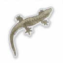 Recherche de geckos autocollants Lézard