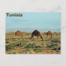 Recherche de camel cartes postales Faune