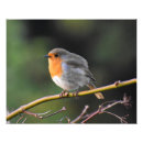 Recherche de perche posters Robin