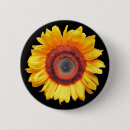 Suche nach sonnenblumen buttons Fotografie