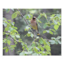 Suche nach zeder waxwing Tier
